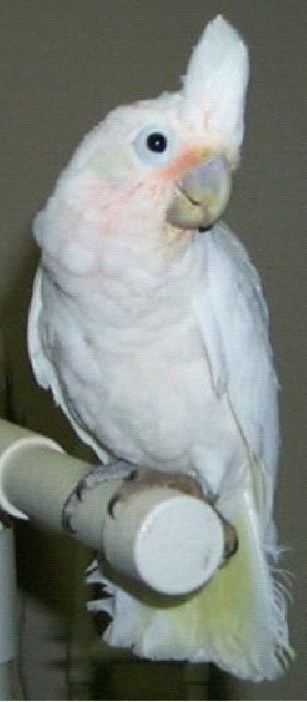 Gofin Cockatoo
